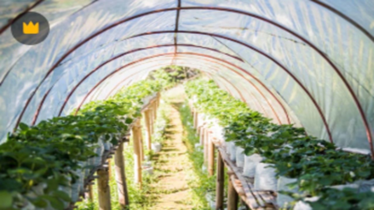 Greenhouse extending growing season