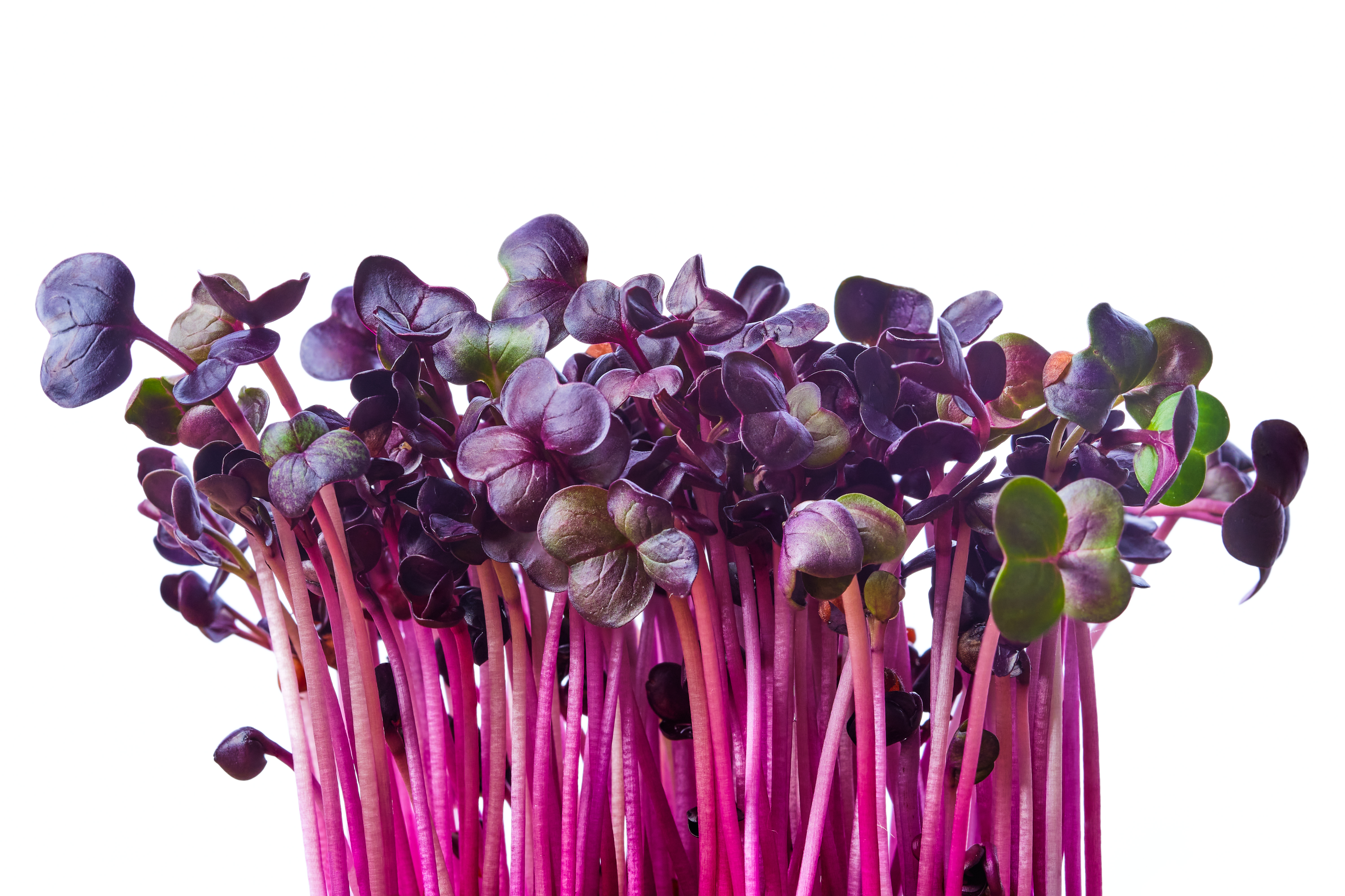 Microgreens tray